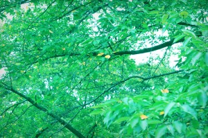 IMG_9830